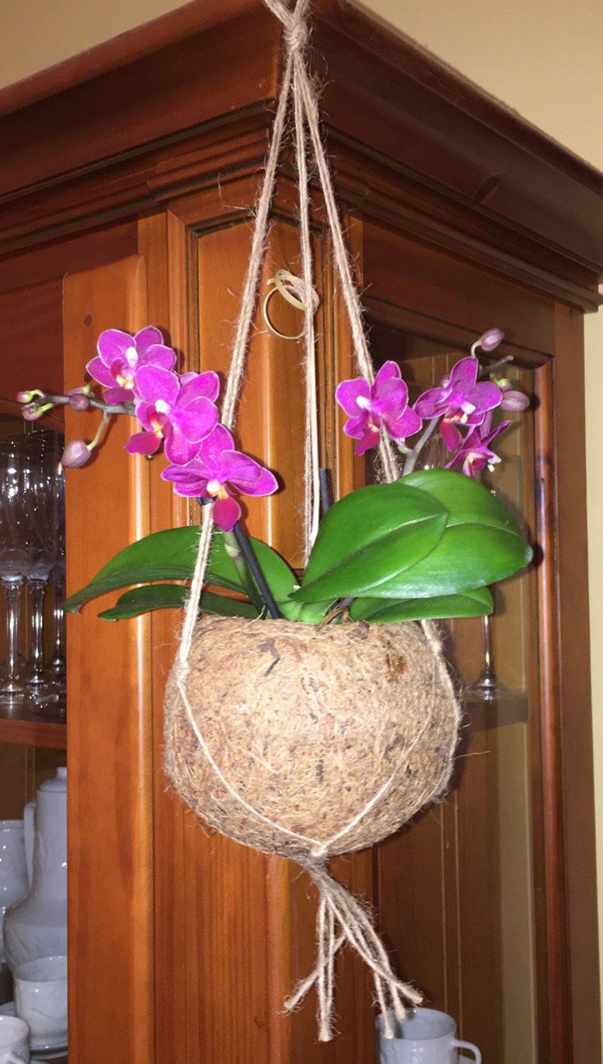 Phalaenopsis en maceta colgante