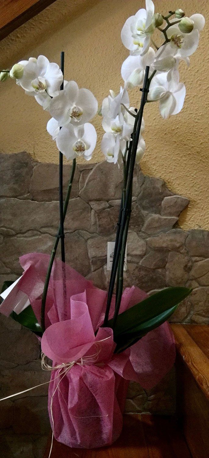 Phalaenopsis VIP