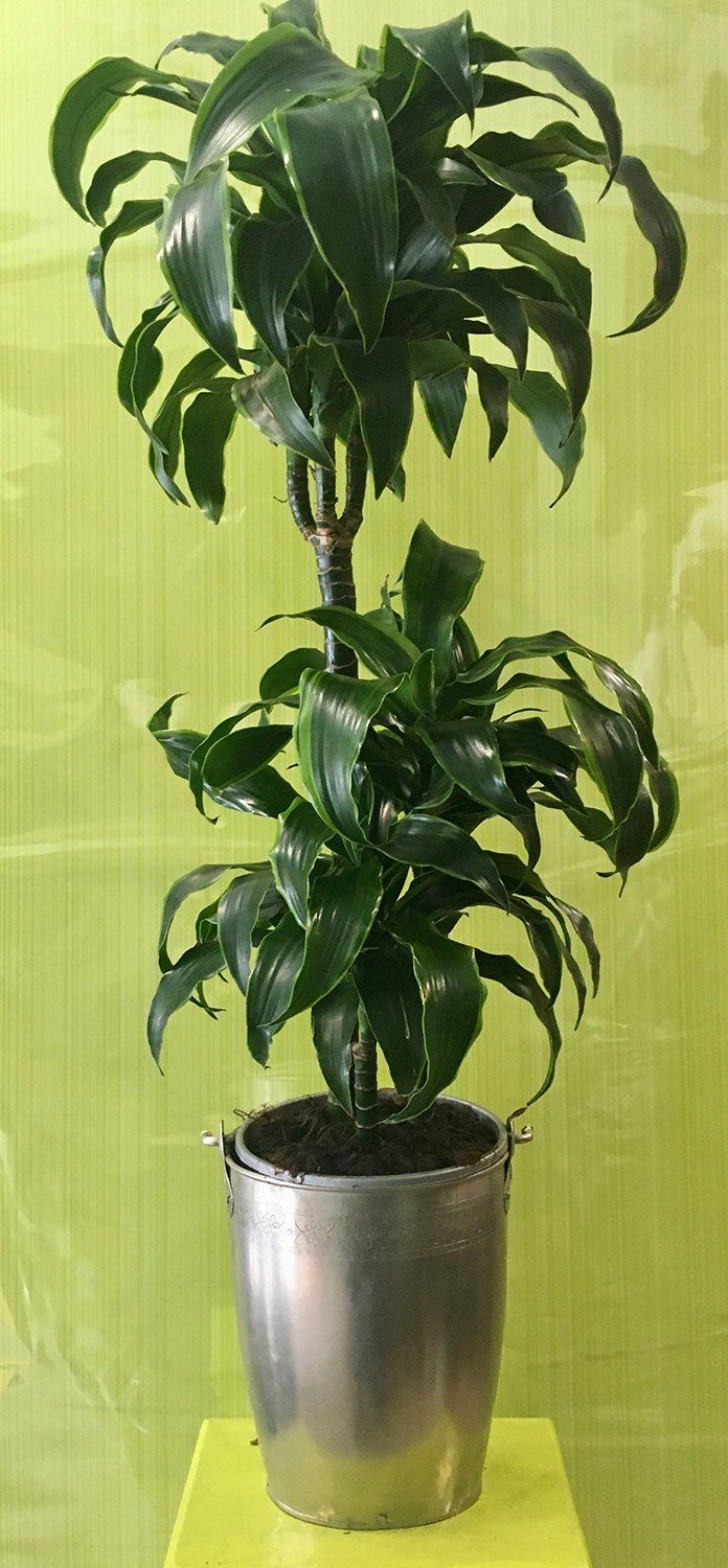 Dracena