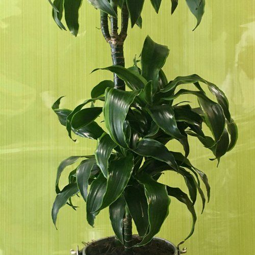 Dracena