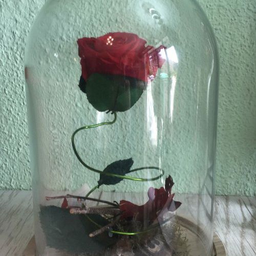 Rosa eterna en campana