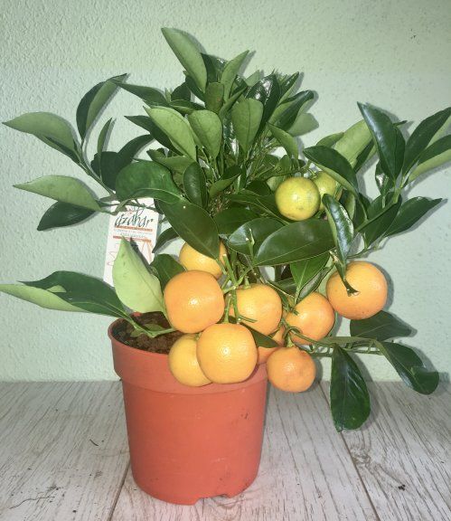 Planta de naranjito decorativo
