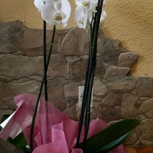 Phalaenopsis VIP