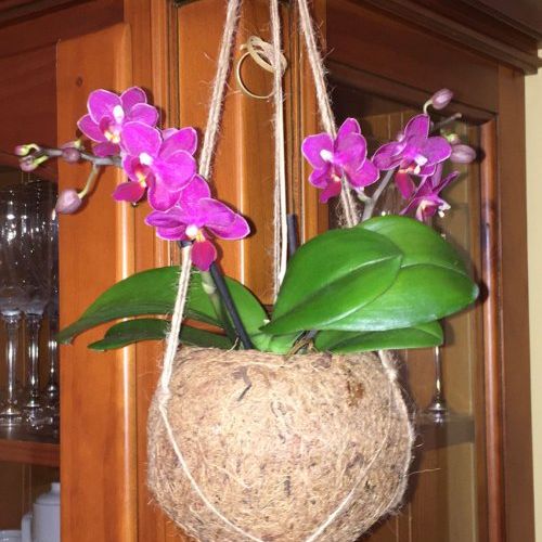 Phalaenopsis en maceta colgante